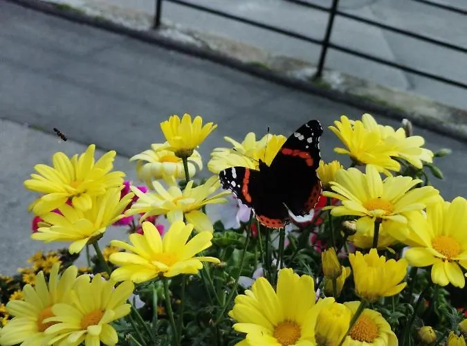 Hohe Wand هيليغنبلت